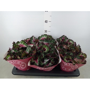 Begonia BD 'Purple Blush'