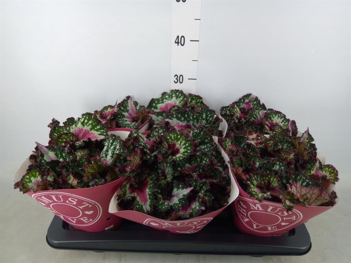 <h4>Begonia BD 'Purple Blush'</h4>