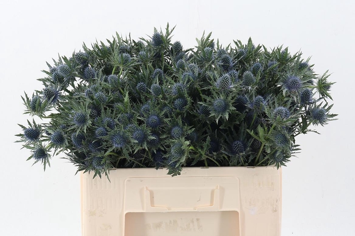 <h4>Eryn Aquarius Qstar</h4>