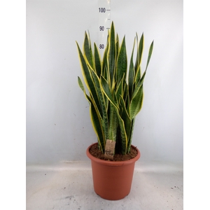 Sansevieria trifa. 'Laurentii'