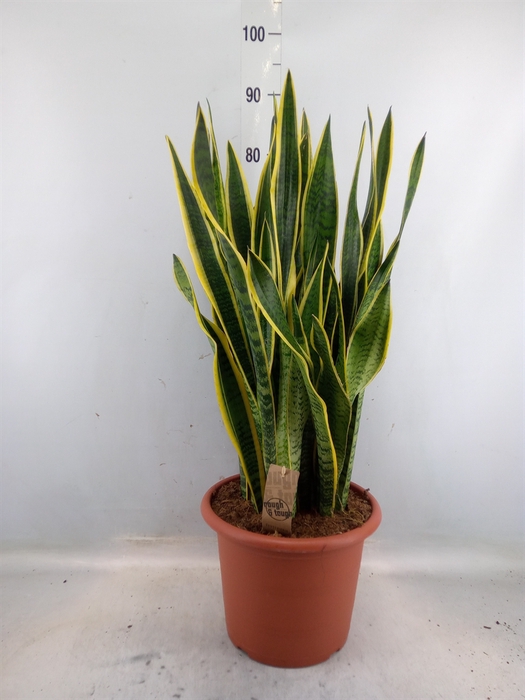 <h4>Sansevieria trifa. 'Laurentii'</h4>