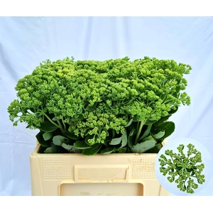 SEDUM SPECTABILE