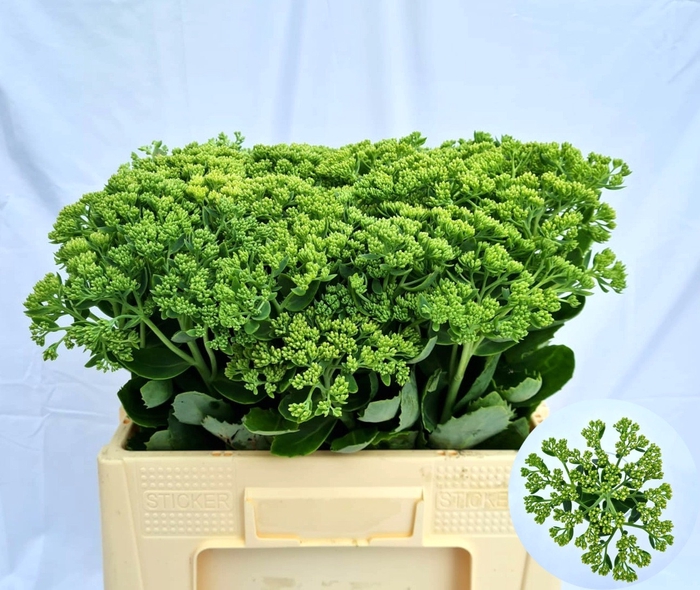 <h4>SEDUM SPECTABILE</h4>