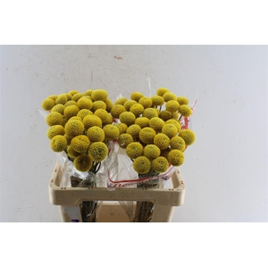 Craspedia Paintball Pop 55cm