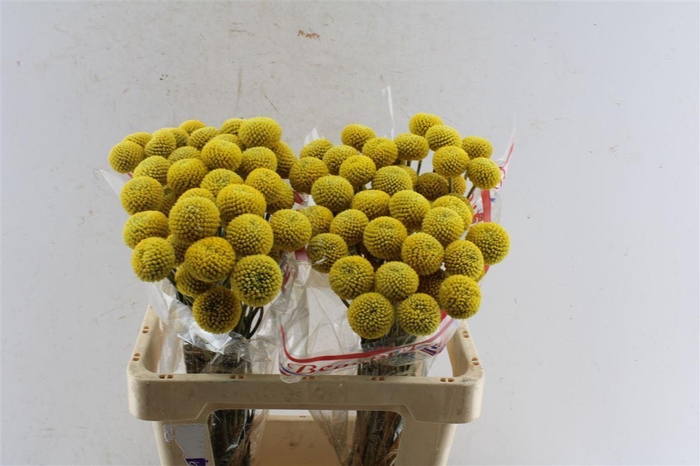 <h4>Craspedia Paintball Pop 55cm</h4>