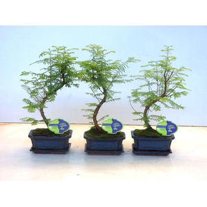 metasequoia glyptostroboides 15 cm shape, with driptray