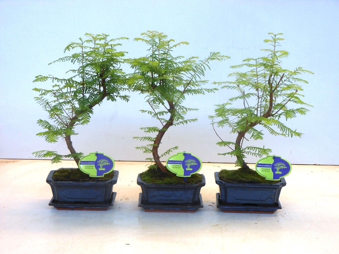 <h4>metasequoia glyptostroboides 15 cm shape, with driptray</h4>