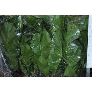 ANTHURIUM PLOWMANII P30