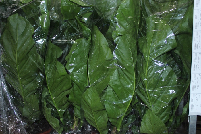 ANTHURIUM PLOWMANII P30