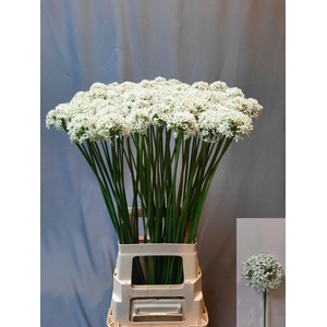 Allium Tuberosum