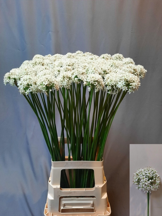 <h4>Allium Tuberosum</h4>