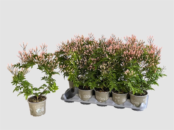 <h4>JASM POLYANTHUM WIT</h4>