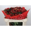 Hypericum True Romance Spray