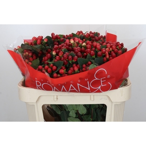 Hypericum True Romance Spray