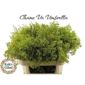 CHAME UN UMBRELLA 110gr