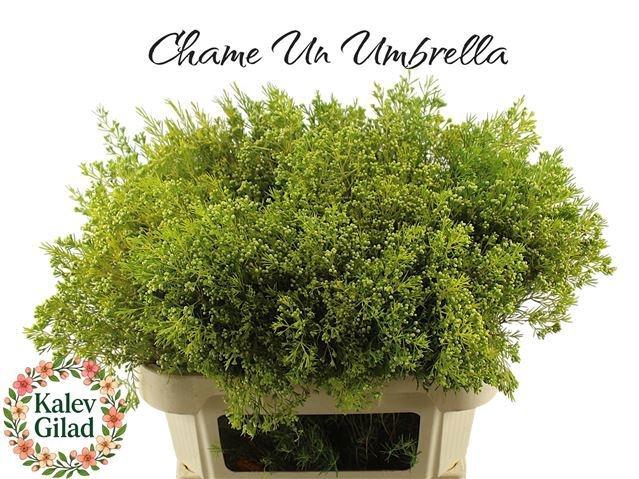 <h4>CHAME UN UMBRELLA 110gr</h4>