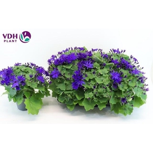 PERI C SEN DEEP BLUE