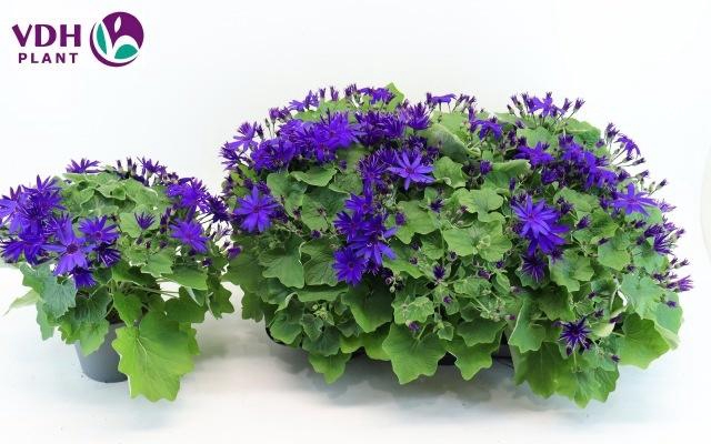 <h4>PERI C SEN DEEP BLUE</h4>