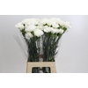 Dianthus St Moonlight