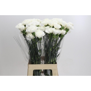 Dianthus St Moonlight