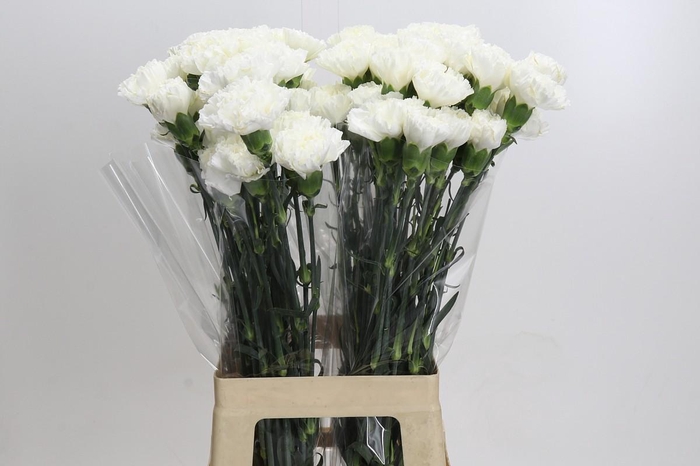 <h4>Dianthus St Moonlight</h4>