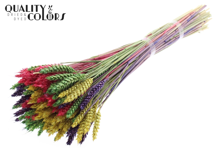 <h4>Triticum per bunch colourful 2</h4>
