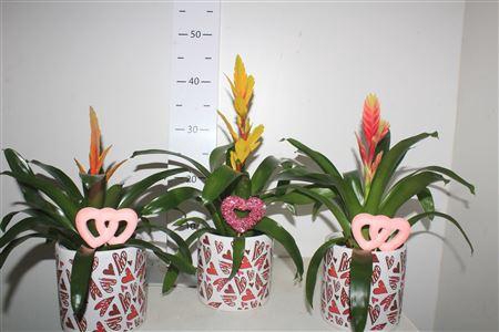 ** Vries Gem In Valentijnbloempot * Winterpromo *