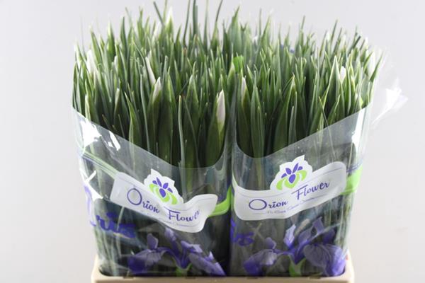 <h4>Iris Casablanca</h4>