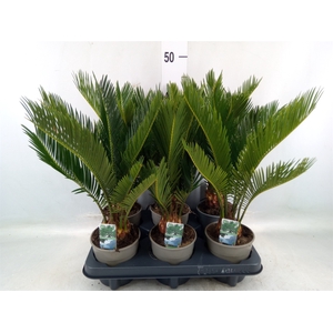 Cycas revoluta