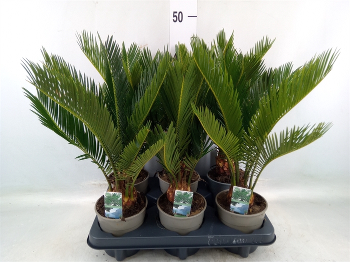 <h4>Cycas revoluta</h4>