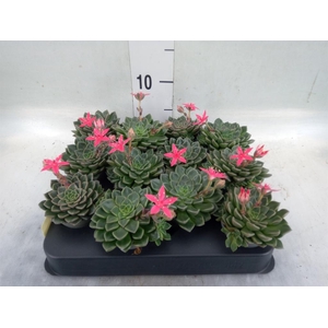 Graptopetalum tacitus   ...bloeiend