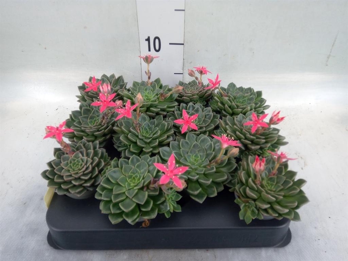 <h4>Graptopetalum tacitus   ...bloeiend</h4>