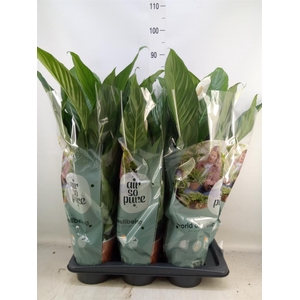 Spathiphyllum  'Bingo Cupido'