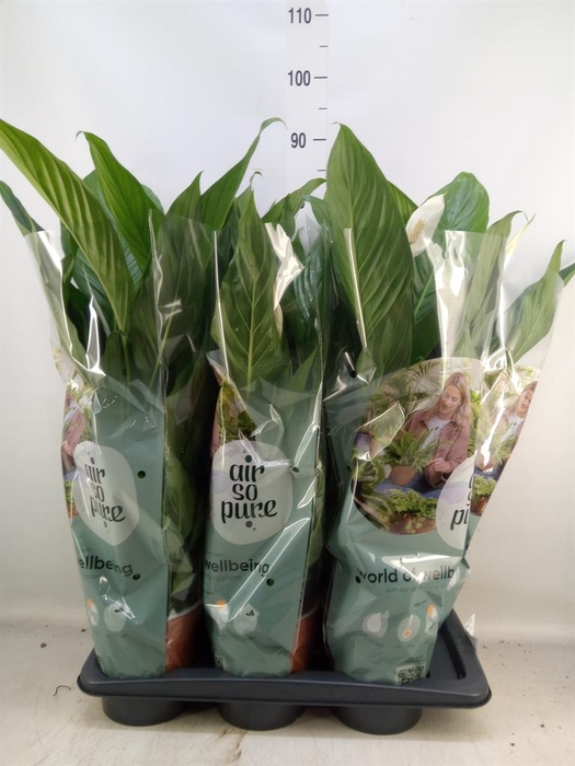 <h4>Spathiphyllum  'Bingo Cupido'</h4>