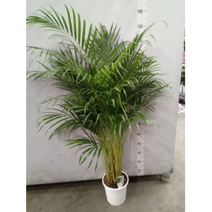 Dypsis lutescens   ...Chrysalidoca