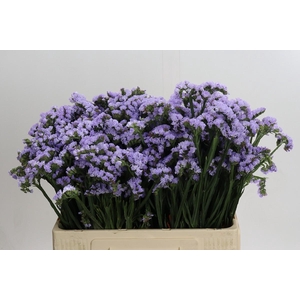 Limonium sinuatum Donau Birds