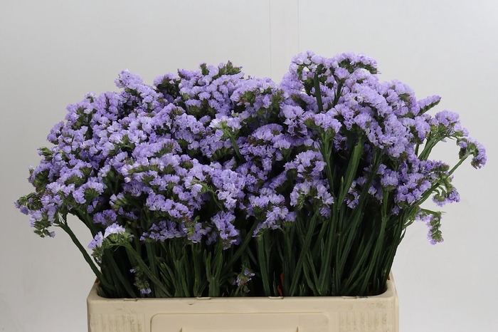 Limonium Donau Birds