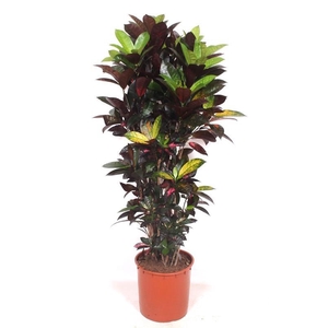 Codiaeum Iceton (Croton Iceton)