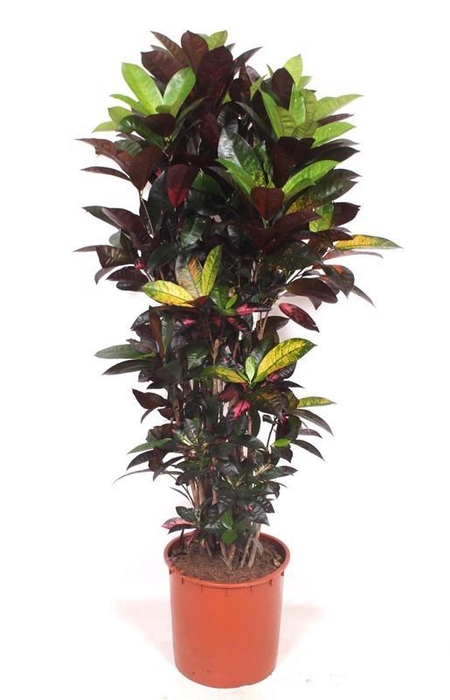 <h4>Codiaeum Iceton (Croton Iceton)</h4>