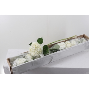 Hydr x10 White Premium Box