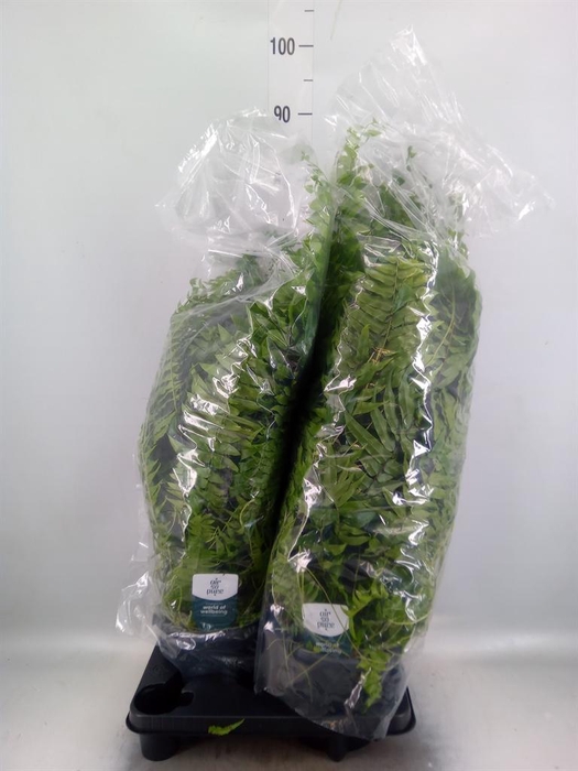 <h4>Nephrolepis   ...</h4>