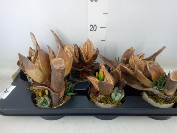 <h4>Arr.  Succulents L%</h4>