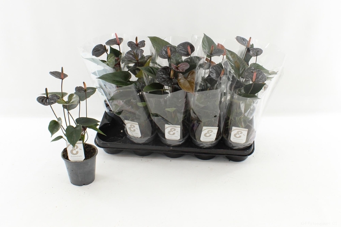 <h4>ANTHU BLACK LOVE</h4>