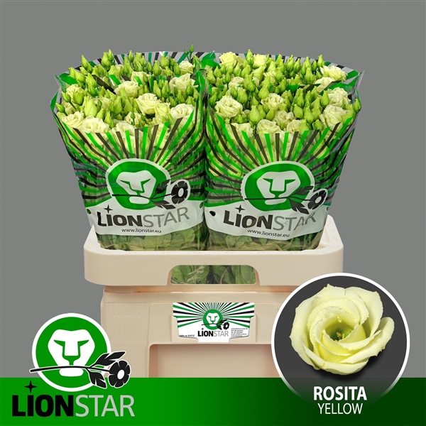 <h4>Rosita Yellow</h4>