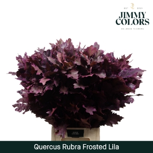 Quercus Rubra L80 Klbh. Frost Lila