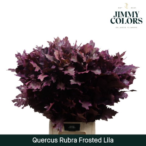 <h4>Quercus Rubra L80 Klbh. Frost Lila</h4>