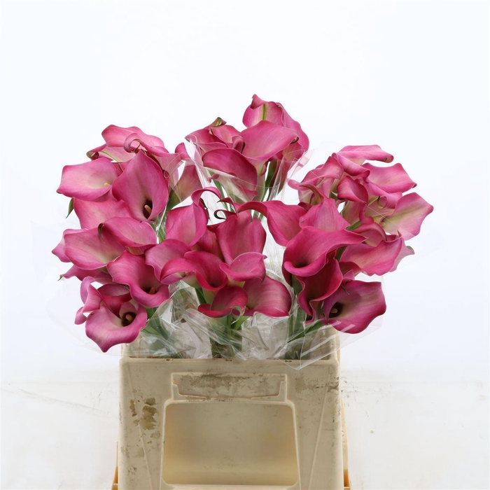 <h4>Calla Zazu</h4>