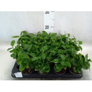 Coffea arabica