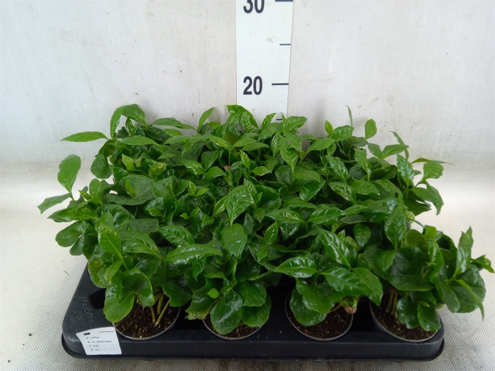 <h4>Coffea arabica</h4>