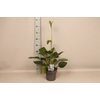 vaste planten 19 cm  Hosta Halcyon afd.1